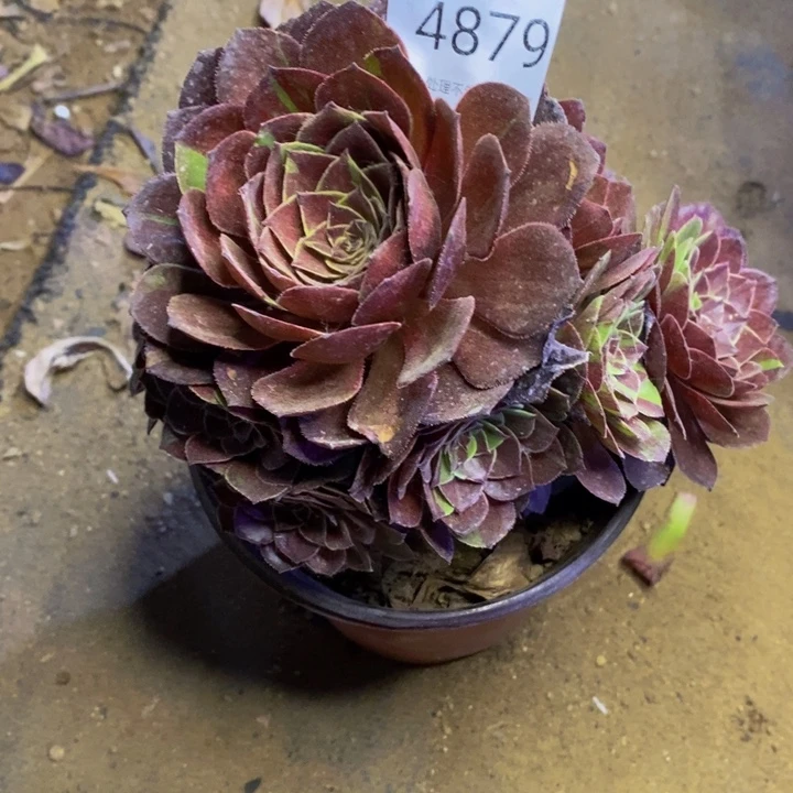 花花公子多肉断头不包4879