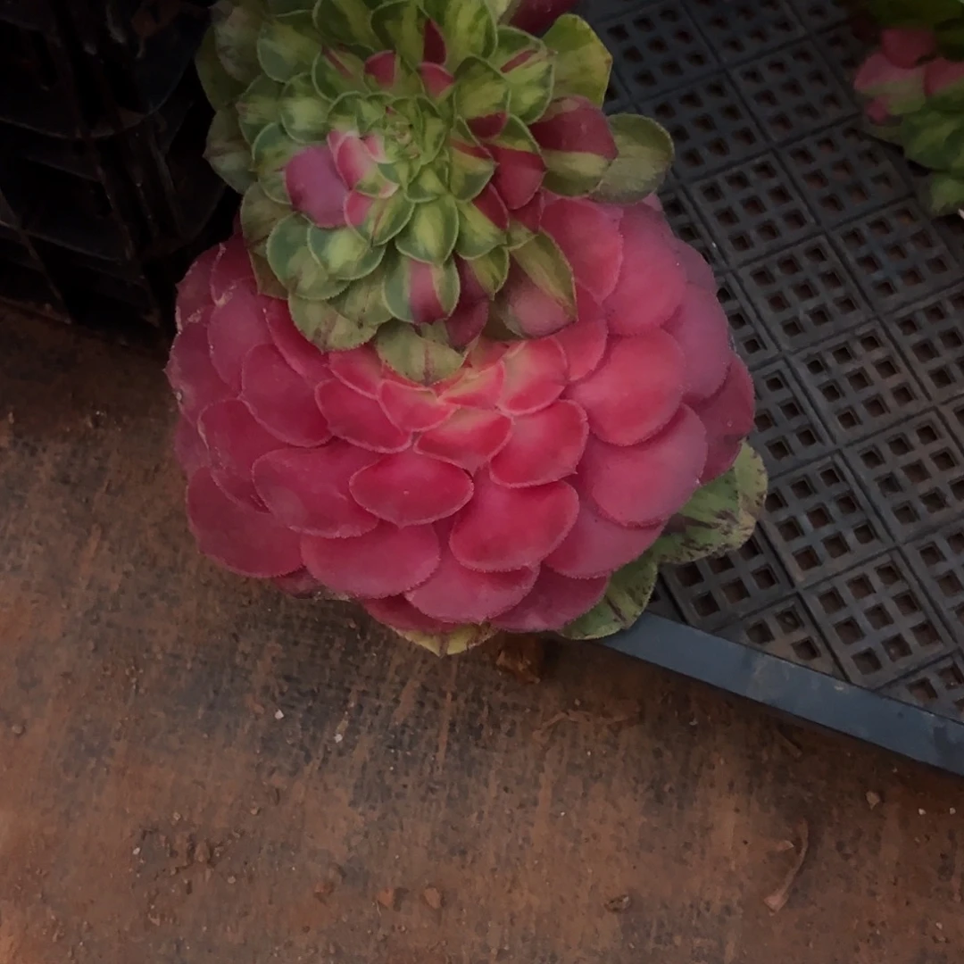 时***時精品多肉植物360知否