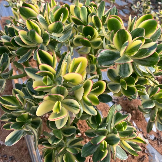 陆良地栽新花月锦 多肉植物