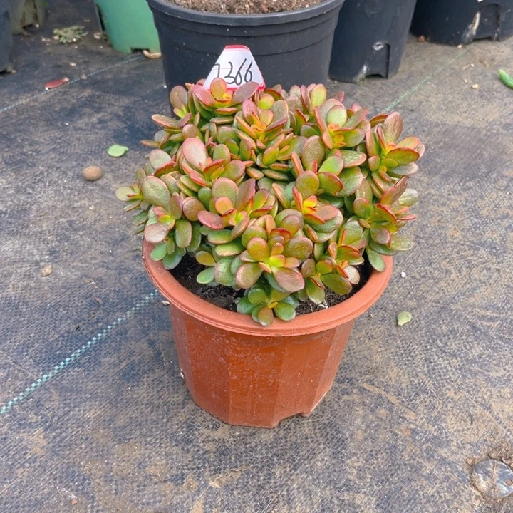 用***吴7366糖果姬红石化半土球发