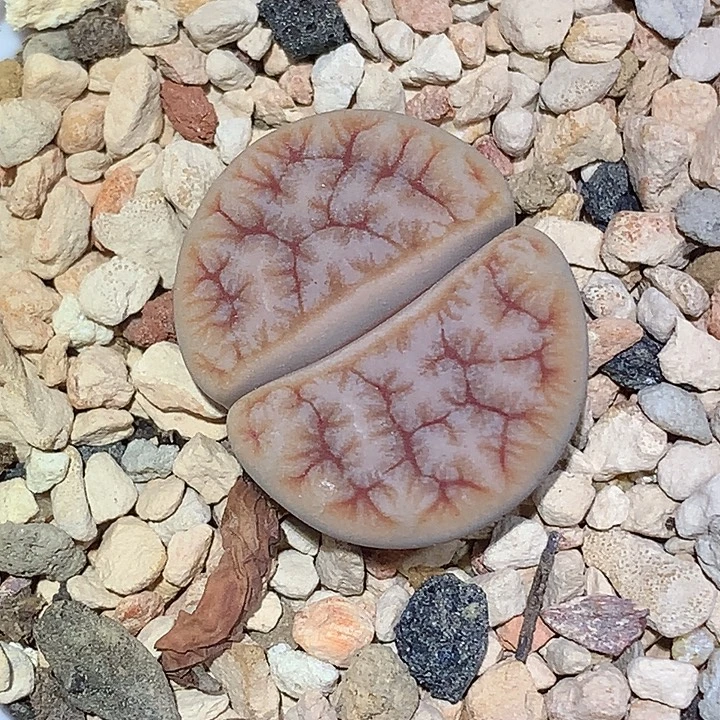 精品多肉植物189拿铁化