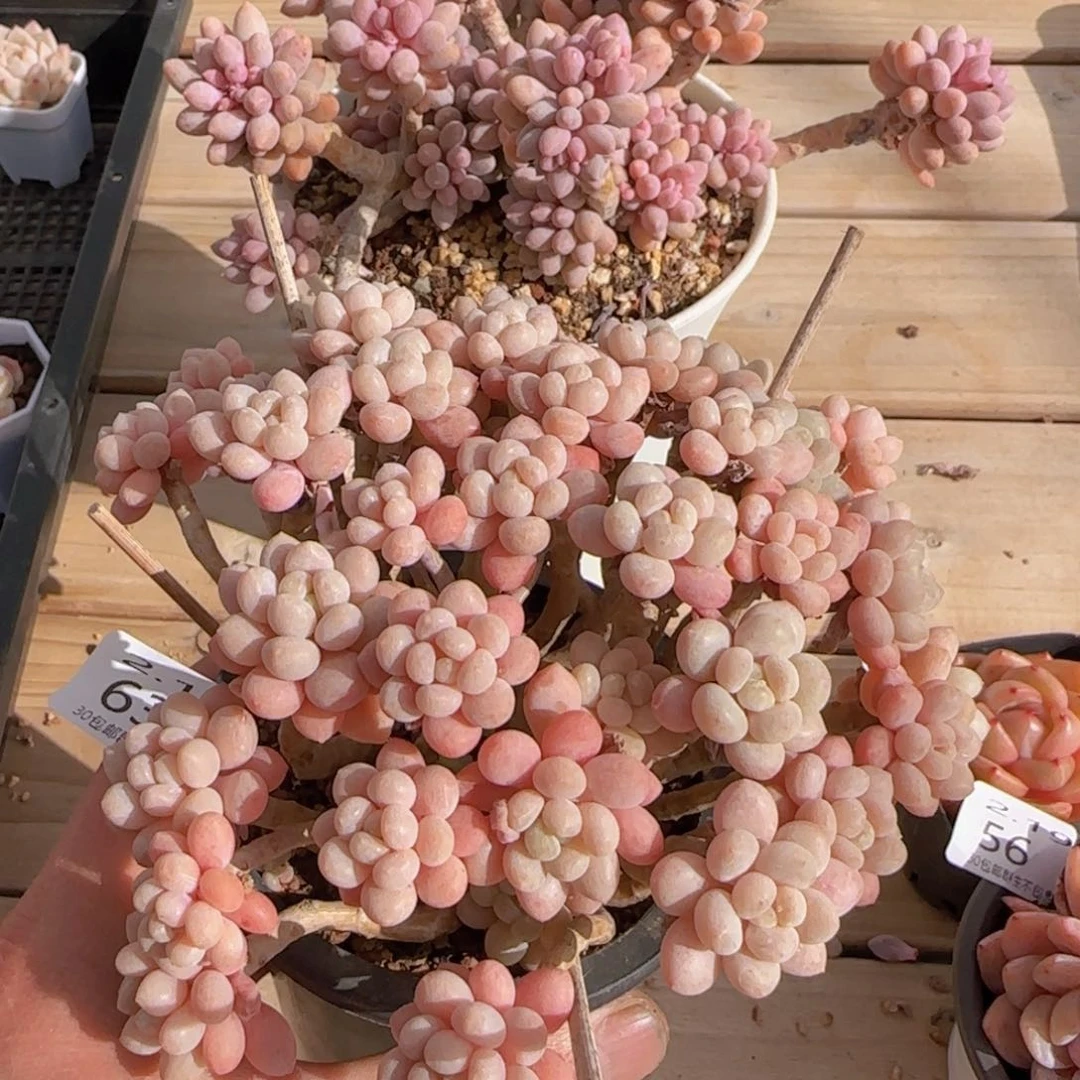 鱼子酱老桩平头整群无砍