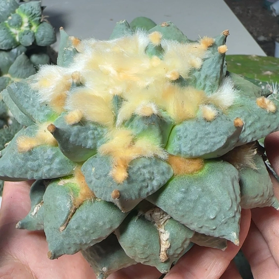 无花朵超大龙牙怒888