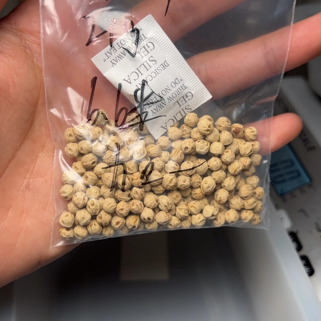 ᯅ***、吊坠柏香籽/百香籽