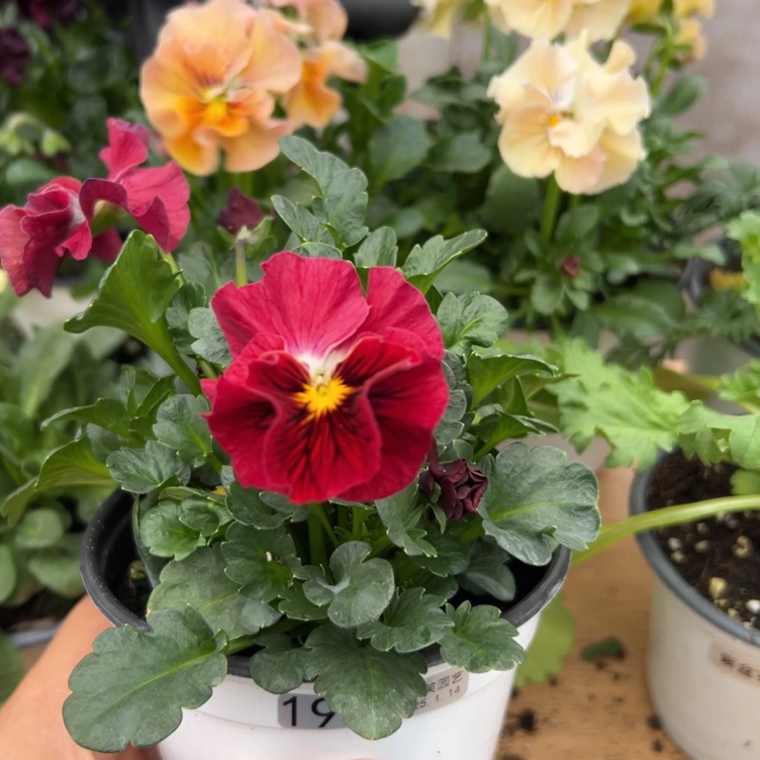 红陶抖音威笑直播闪拍198