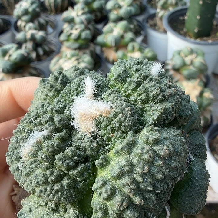 无花朵170超大尤菜花牡丹