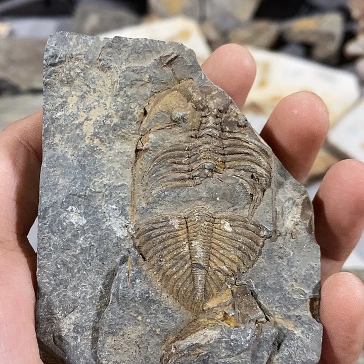 阿***呆有机玻璃工艺品收藏品摆件