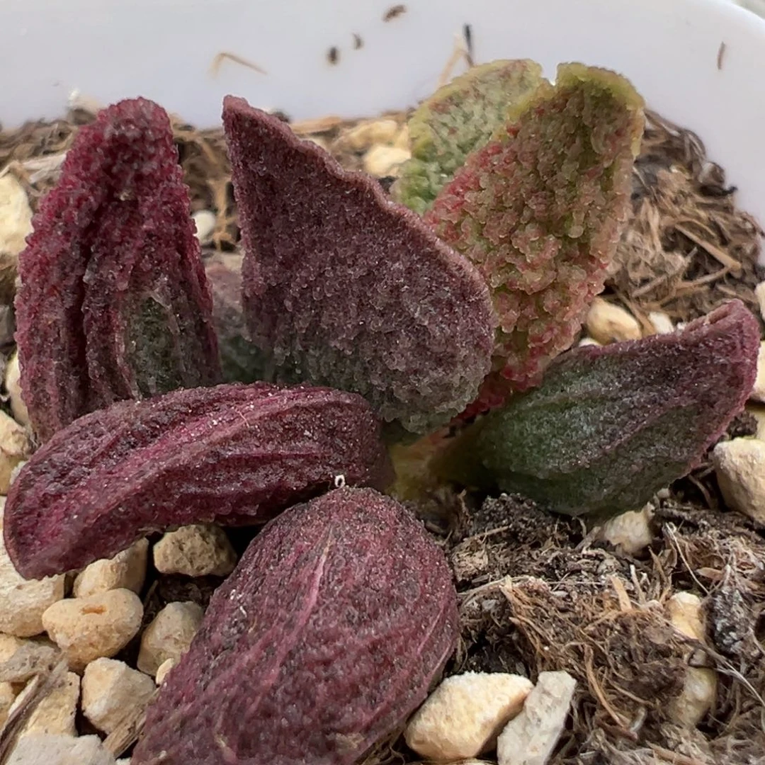 实生新品多肉植物水泡多肉植物