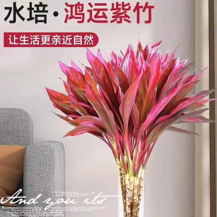 【精品】鸿运竹紫竹富贵竹鸿运当头室内红朱蕉简单好养净化空气水养