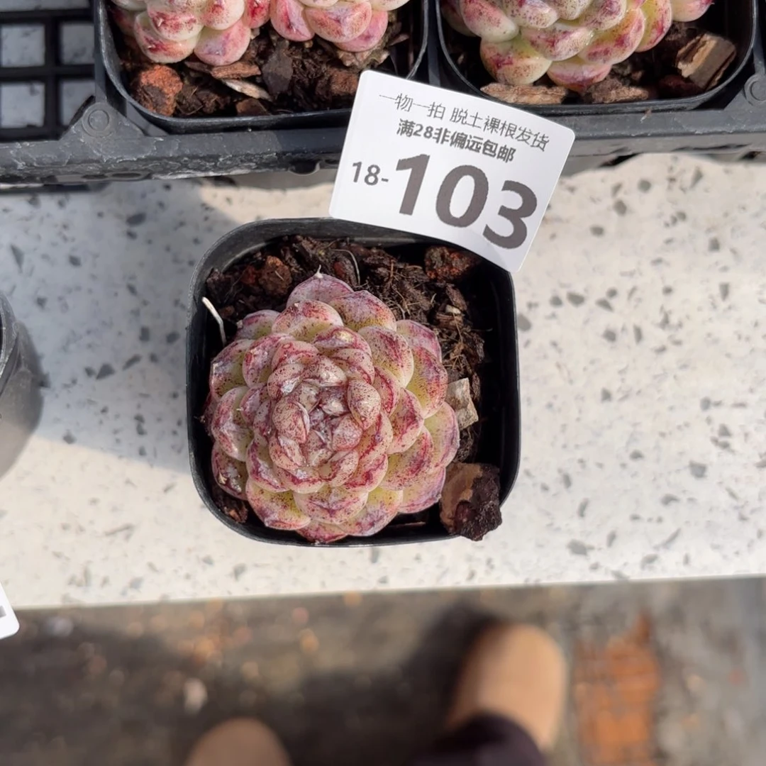 赤水晶多肉多肉多肉