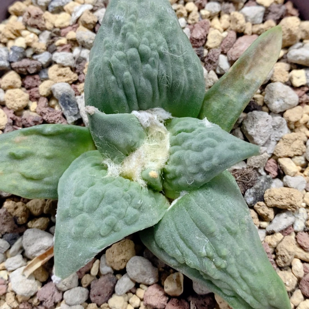 实生 怒涛8公分左右一物一拍