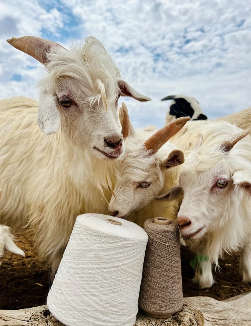 {不带围巾盲盒厚款福利}100%山羊绒拉绒宽松12-Z2521