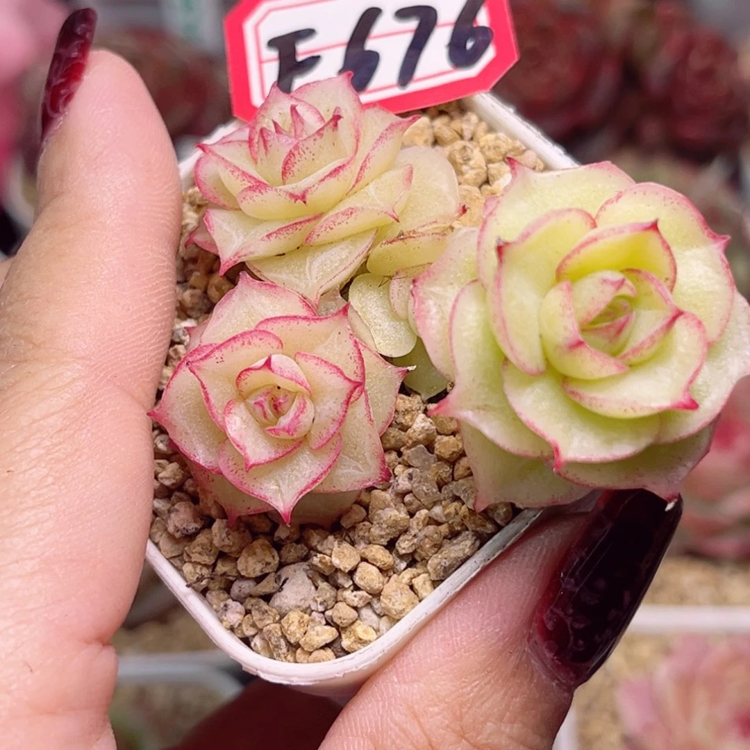 F676 一物一拍 虾hua