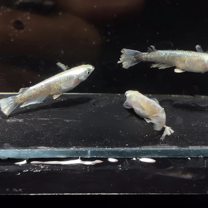 青鳉鱼文鳐一组111111111