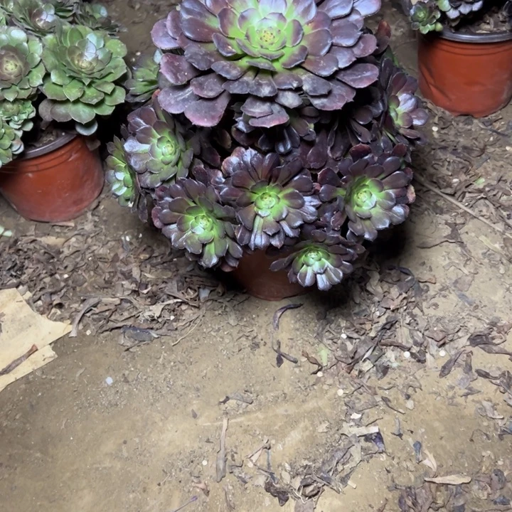 多肉植物黑萝莉37
