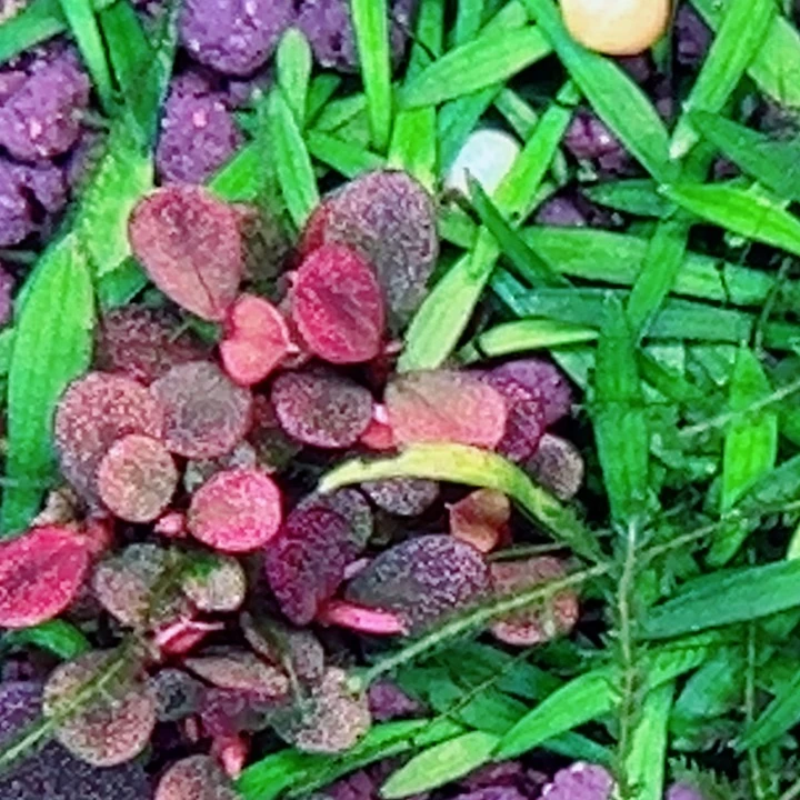 辣椒榕伊伊圆福利来