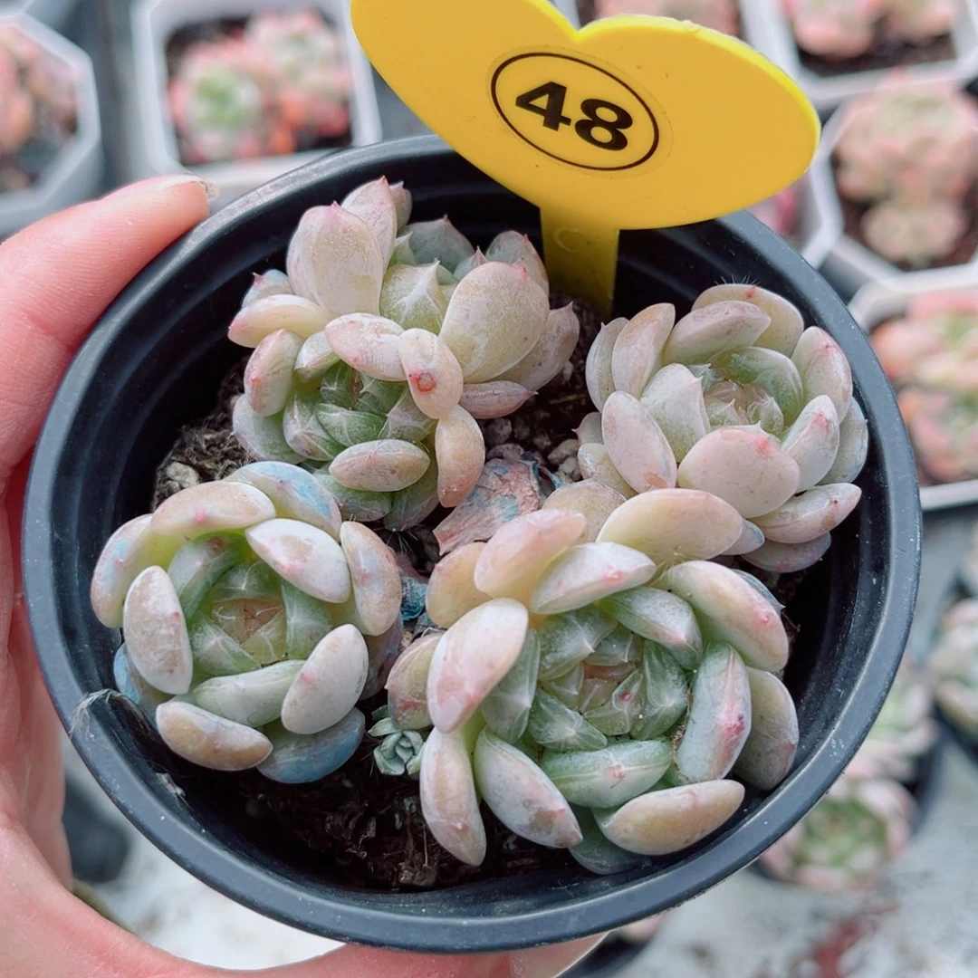 风靡园艺小老桩白恋群