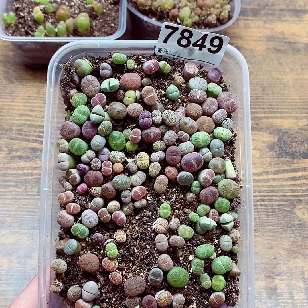 7849彩混啦啦啦的