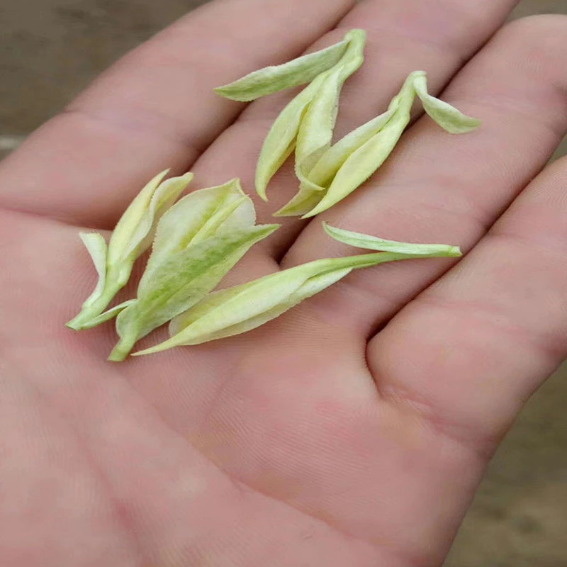 2025【高山奶白茶】春季奶白茶 芽叶分明 奶香味好