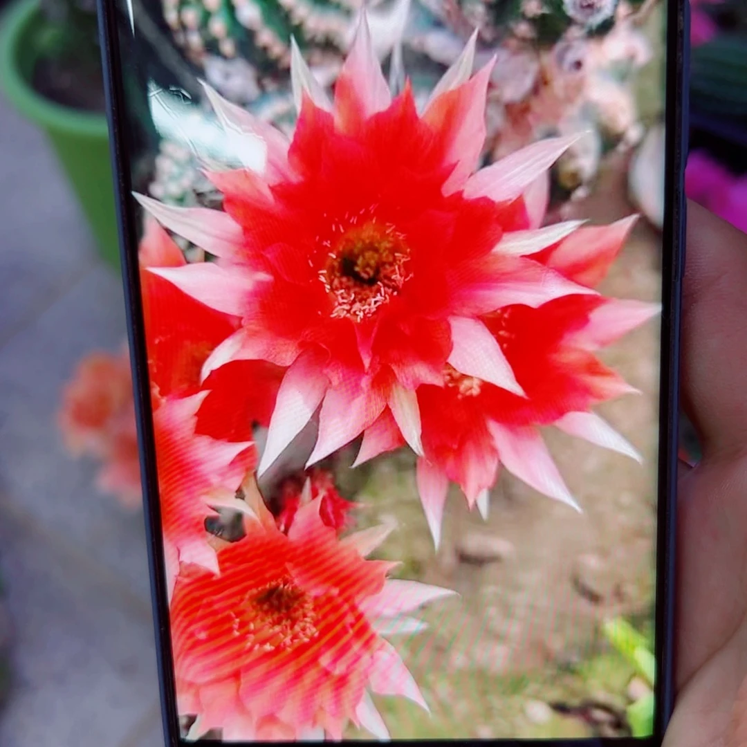 下41金刚2 歪无根侧芽4公分左右20包邮