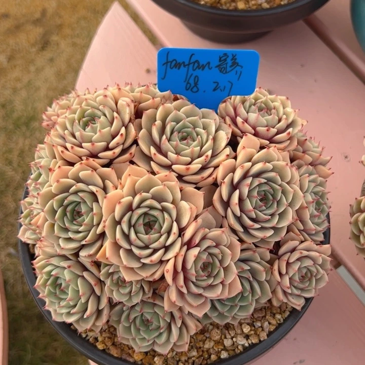 F****c笨巴蒂斯 fanfan 寄养