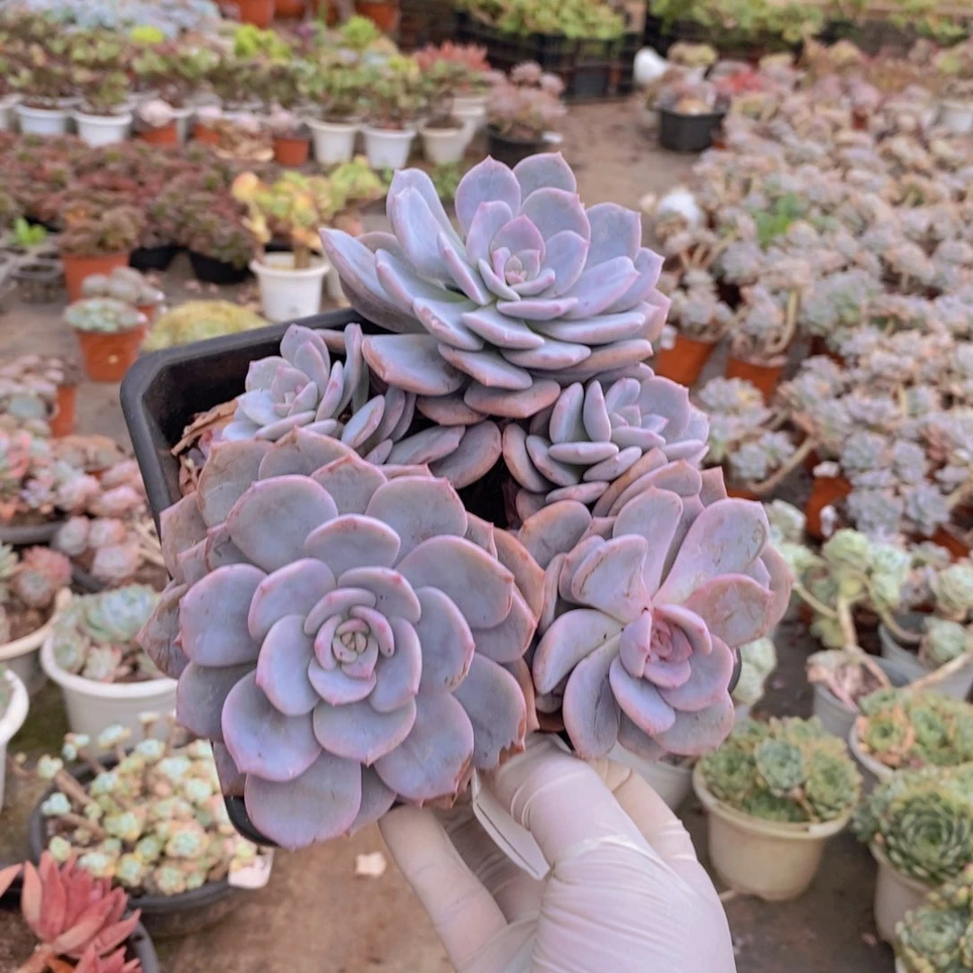 603红茶多头老桩一物一拍