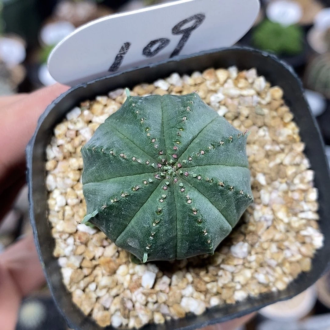 实生泰系布纹球109号 4cm