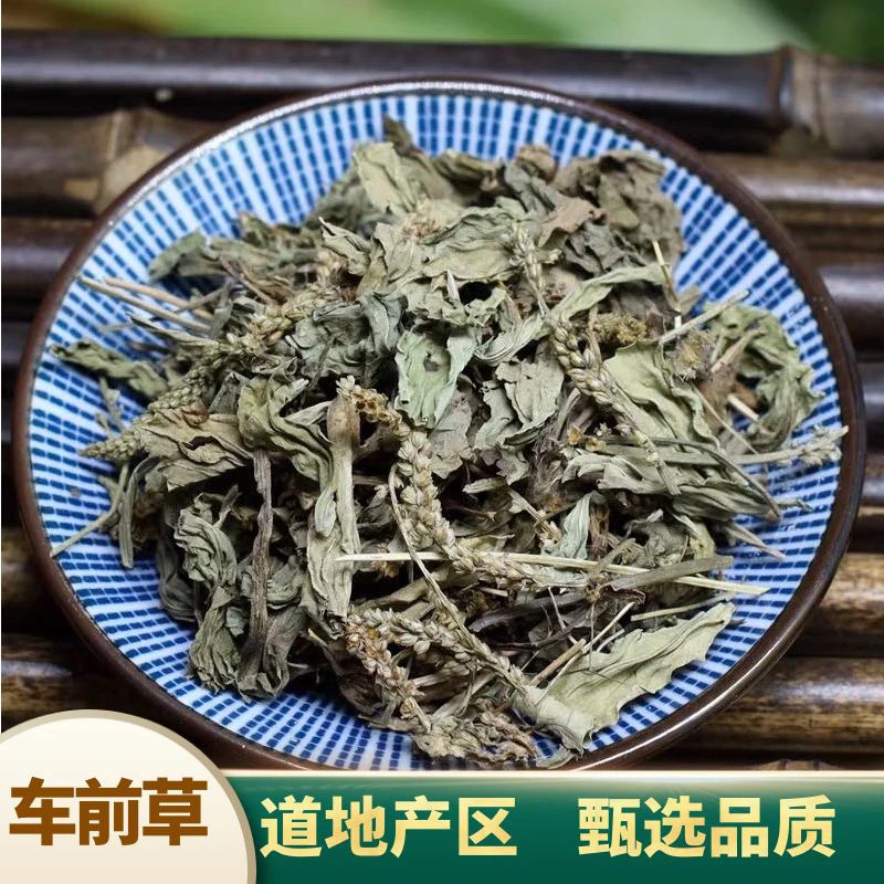 车前草 道地产区精选品质 煮水泡水