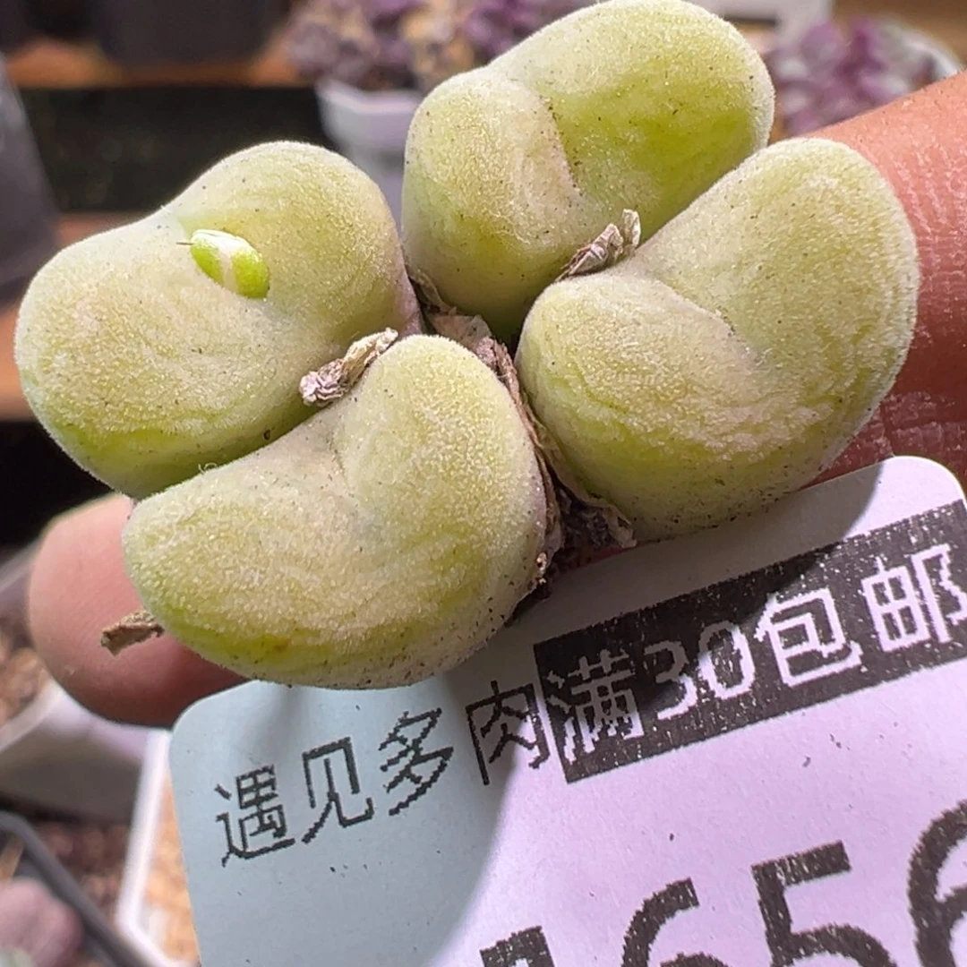 多肉植物1111111111111