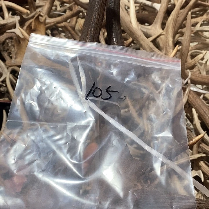 火*鸟鹿角鹿角鹿角鹿角鹿角鹿角