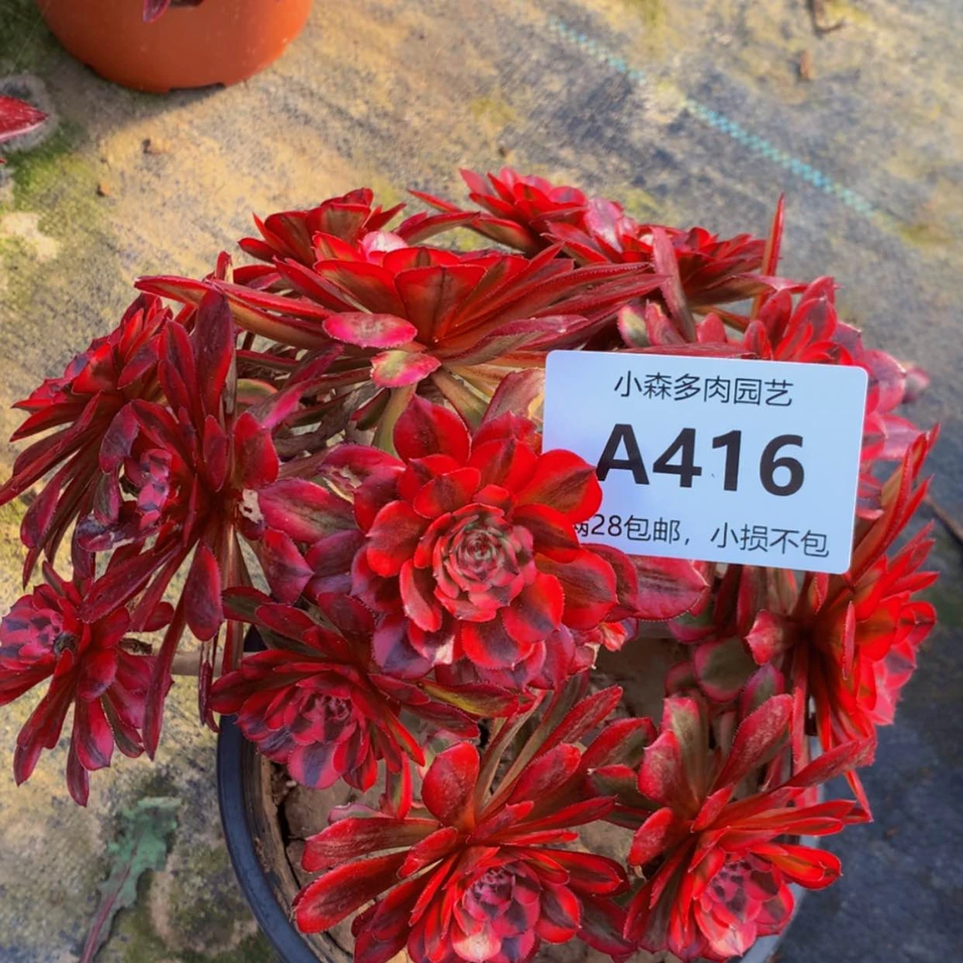 【闪购商品】416白月光多肉