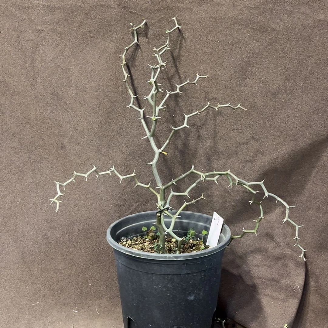 潮流植物 弯曲龙 半折树型