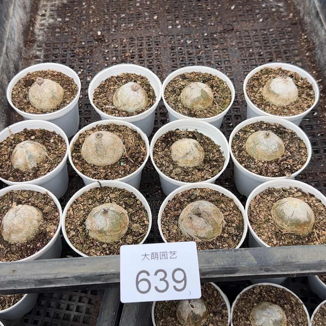 0000量拍以下1颗母本灯泡带盆土发