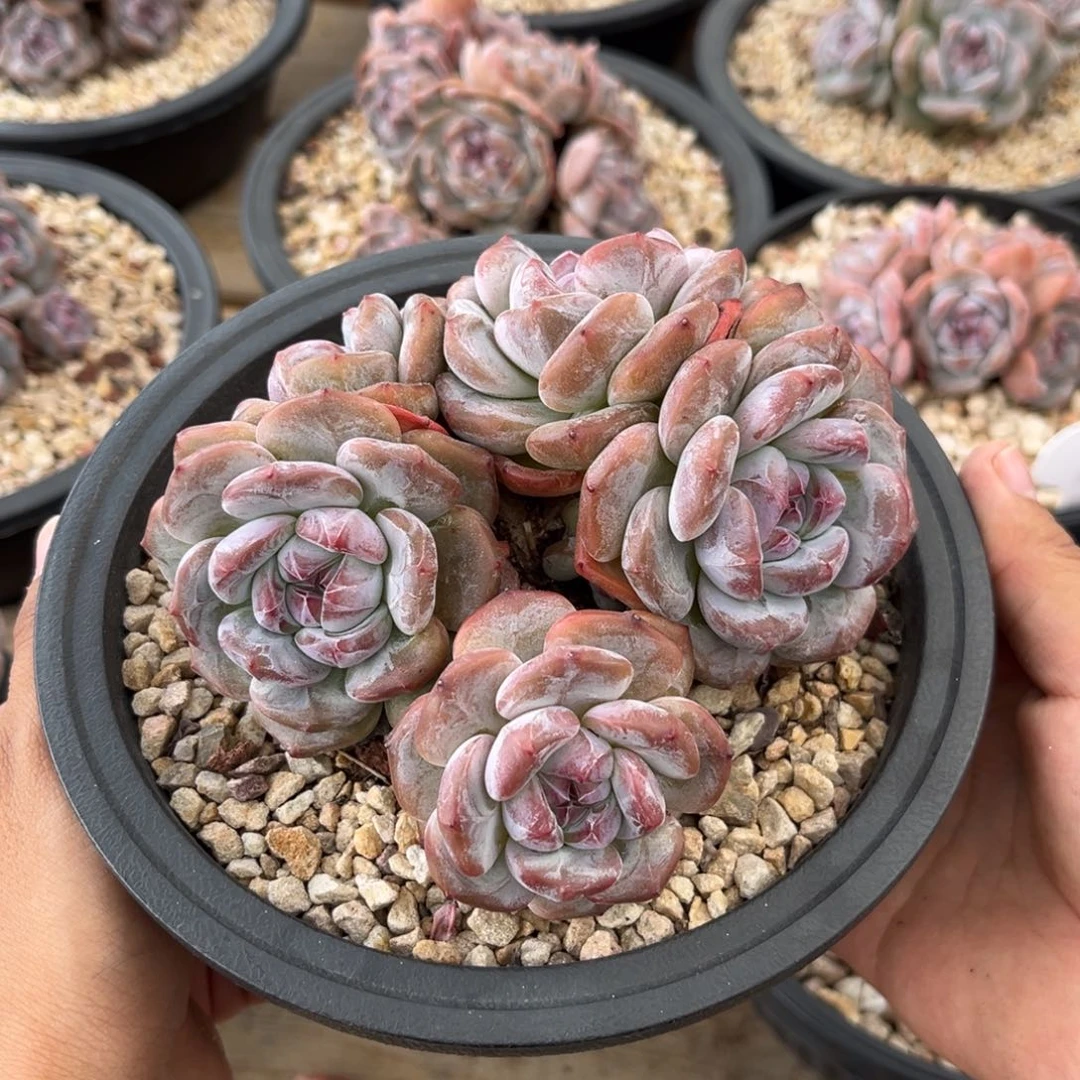 7头绿底紫心哈哈哈哈哈哈