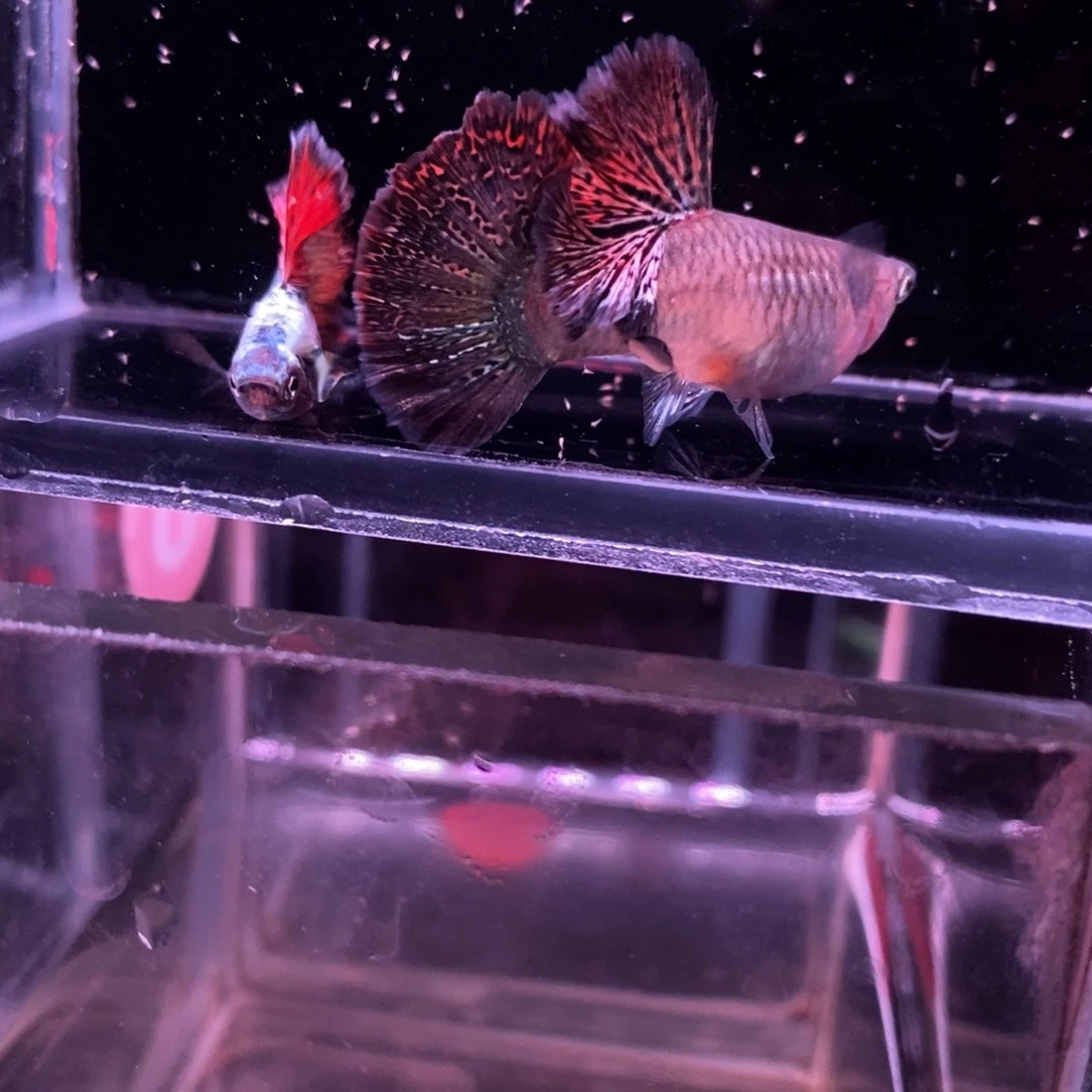 孔雀鱼菊花帆红龙一对