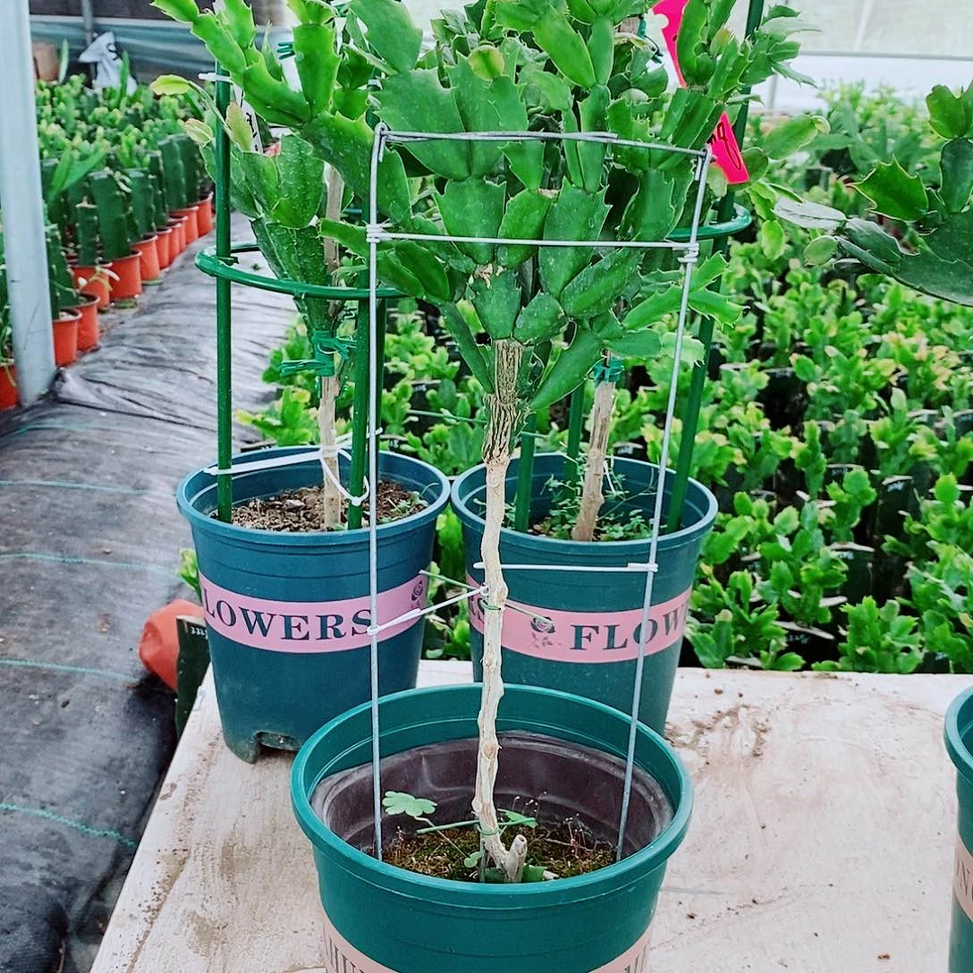 驼***硕无花朵叶仙嫁接双色