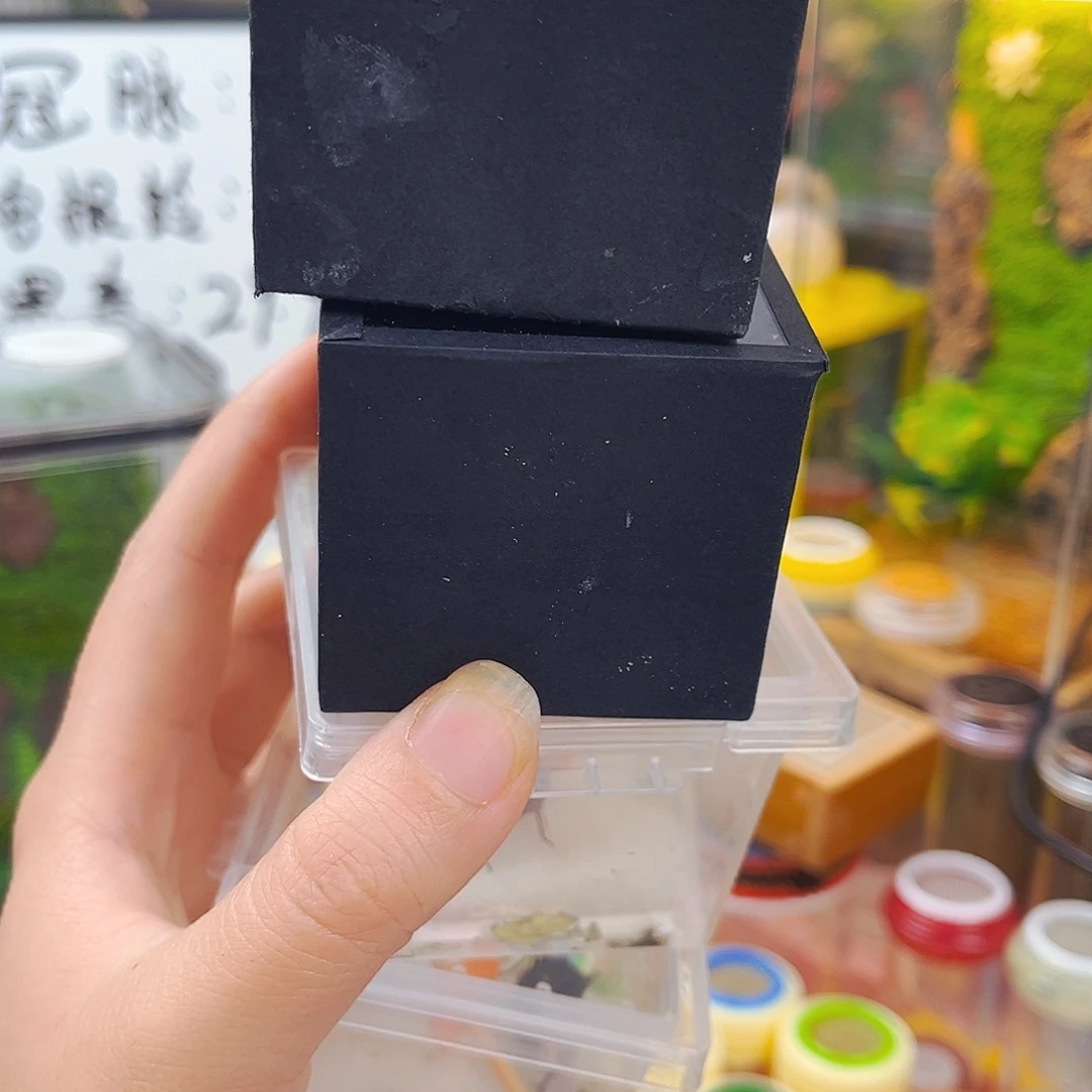2扎嘴2电报铃拍拍