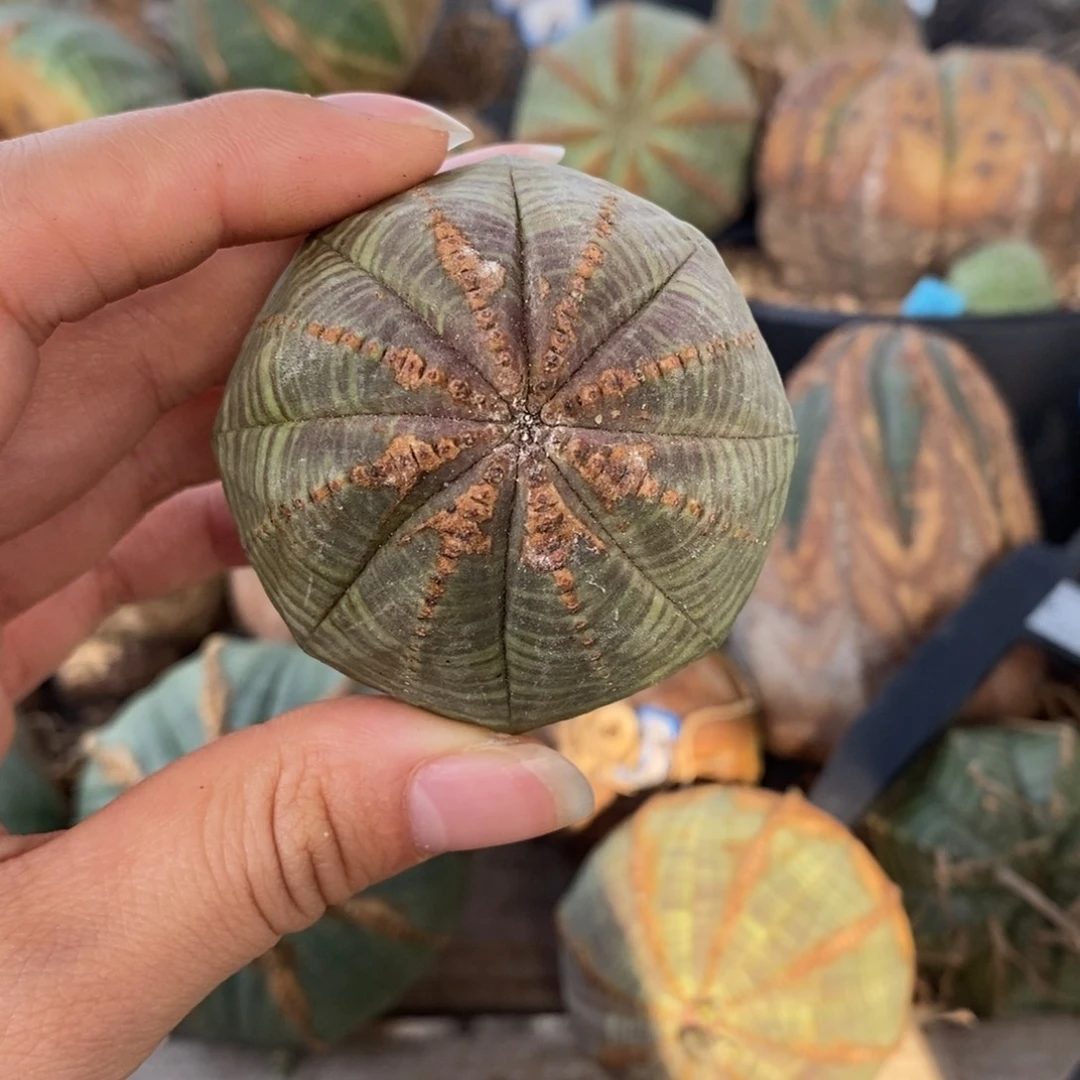 14欧系实生布纹球一物一拍