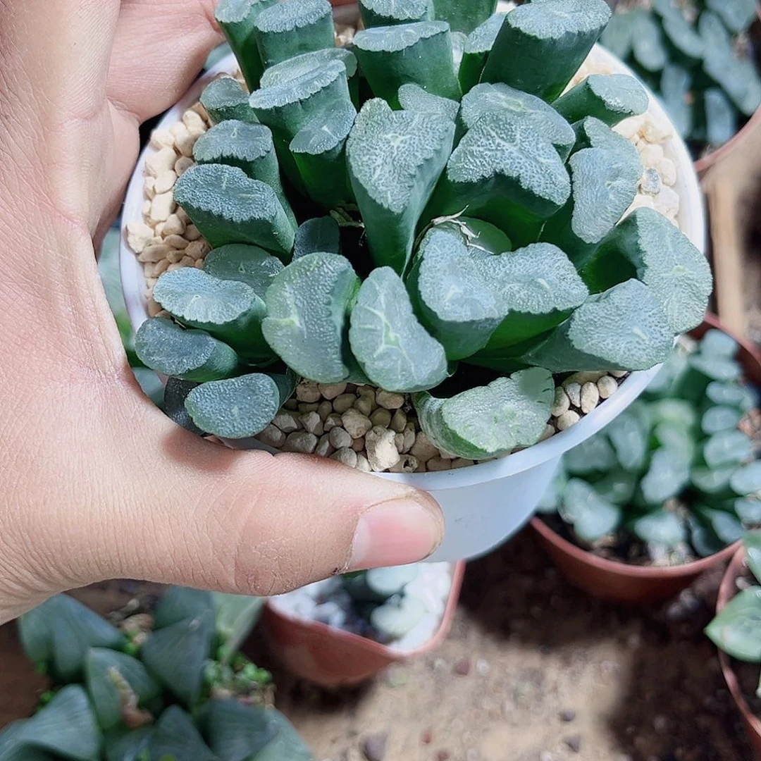 母本凤凰万象群生