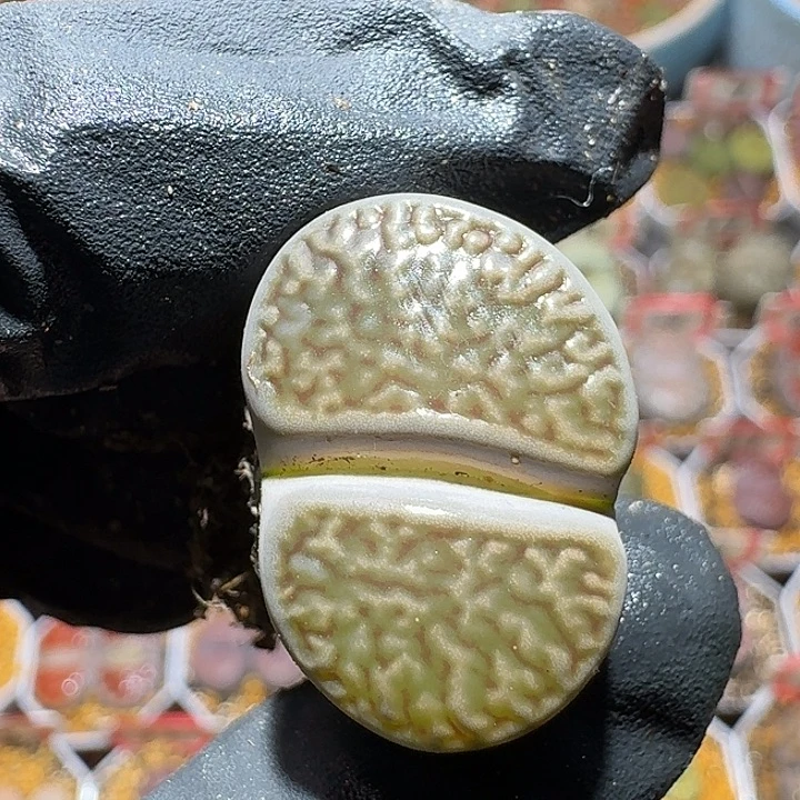 黑富贵2:：：：。  10号