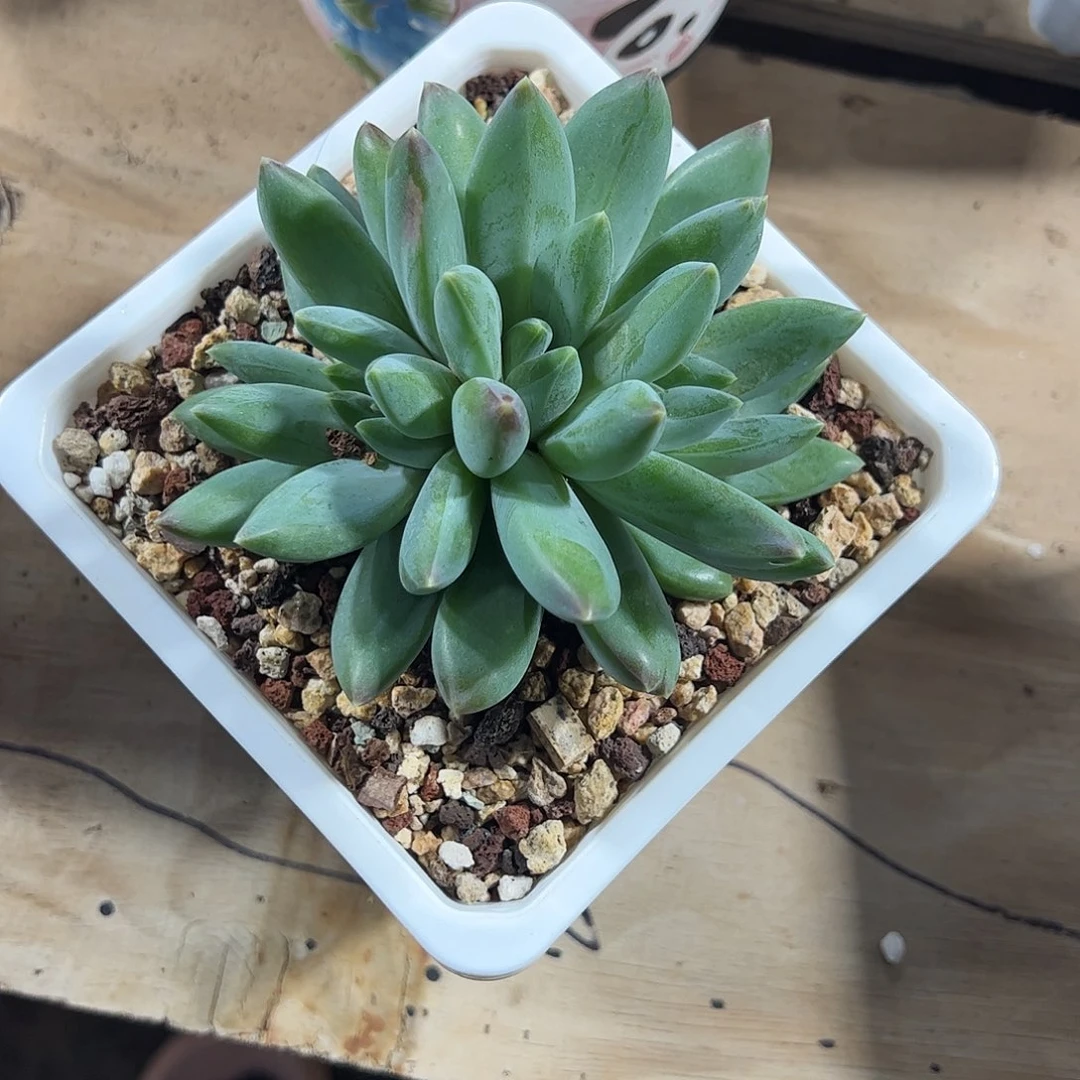 楼兰美人朵朵多肉植物