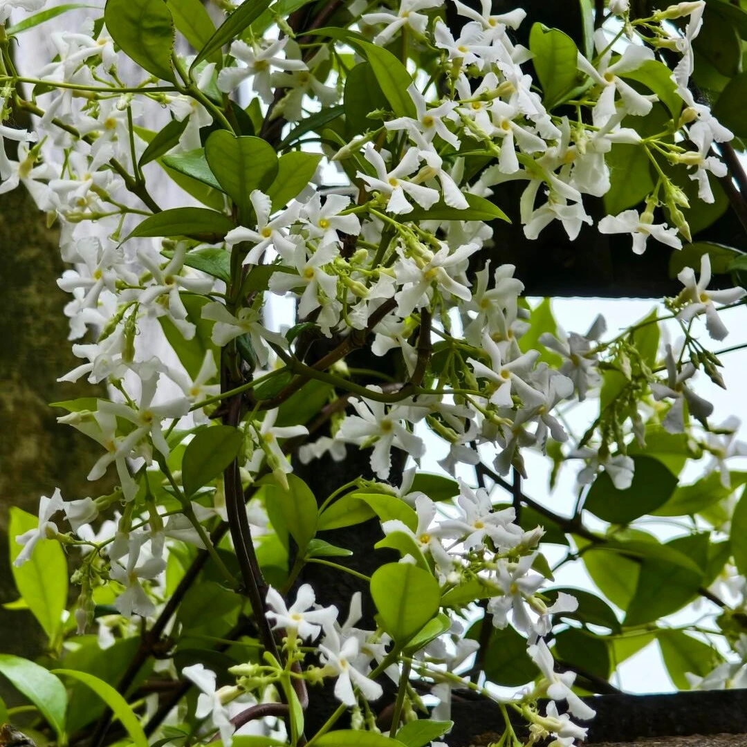 风车茉莉爬藤植物多年花卉藤苗庭院阳台盆栽四季常青藤蔓耐寒好养