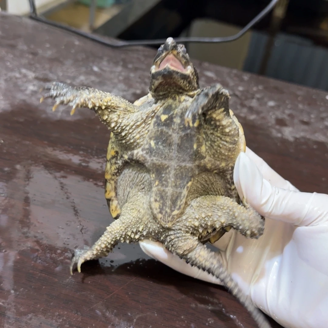 香***人公母搭配小鳄龟编号101，福利价，瑕疵