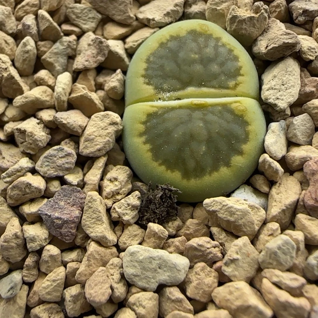 299 生石花大棚直播
