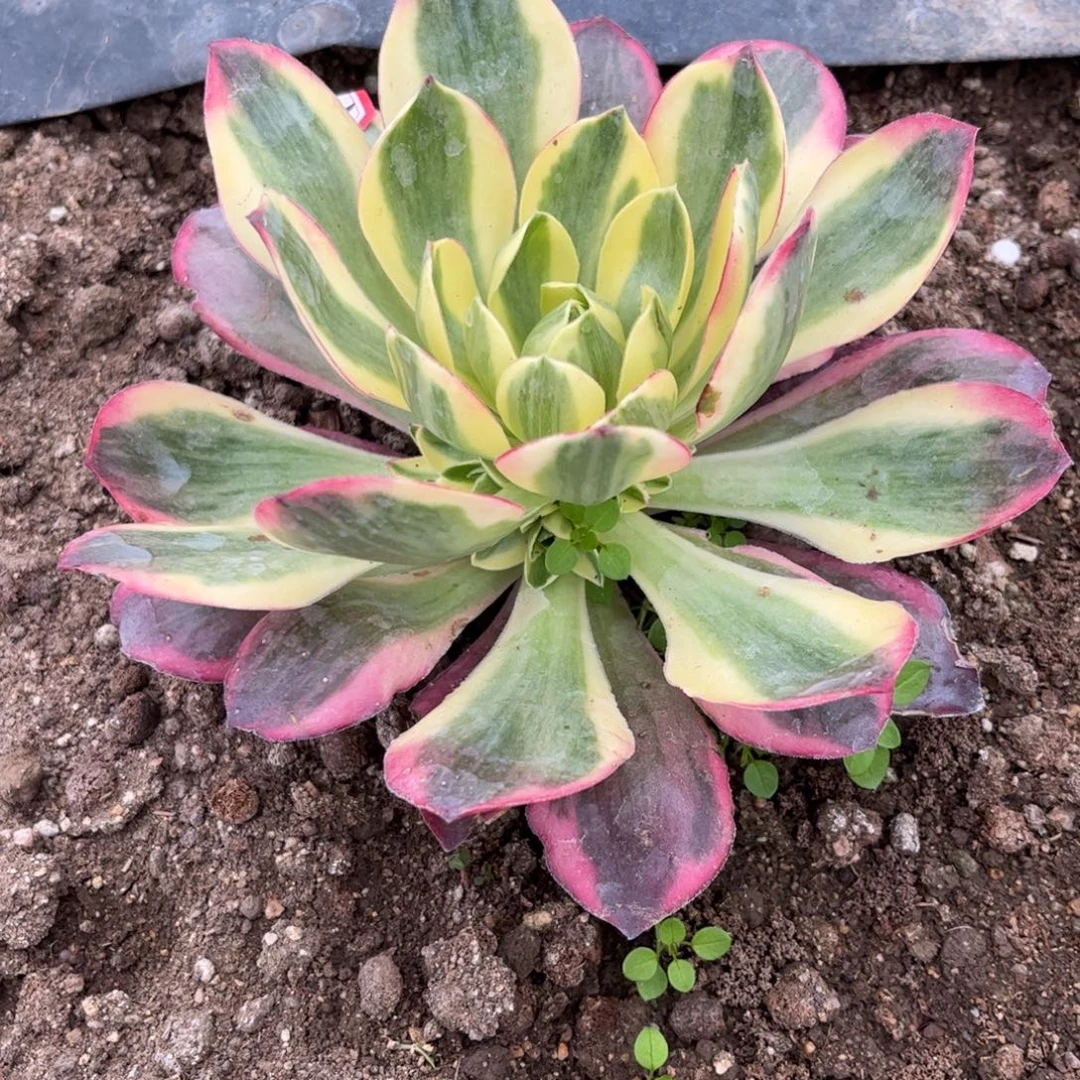 052多肉植物如意带侧芽