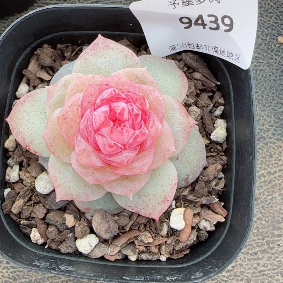 棉花糖，9439多肉植物