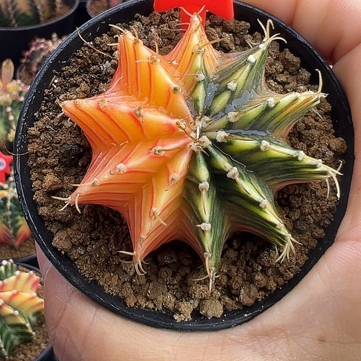 1-149肋骨锦带盆土发货4.6厘米