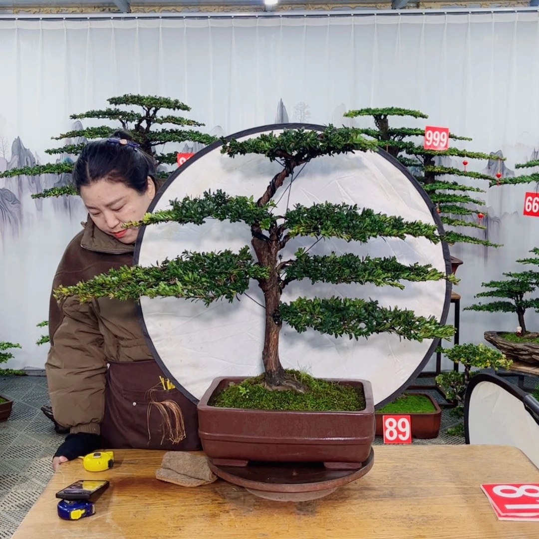 罗汉松盆景艺术作品