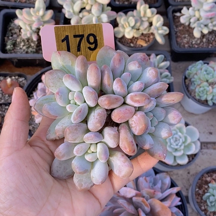 n***h179号香水群1111111