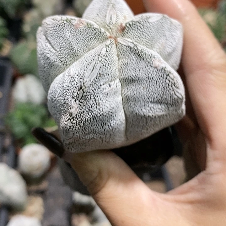 小*?花花草草花花草草